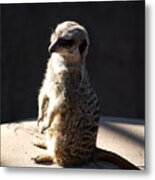 Meerkat 20120117_193 Metal Print