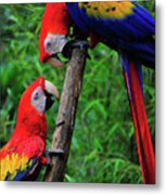Meeting Of The Macaws Metal Print