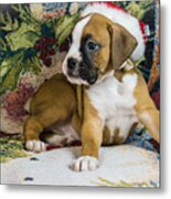 Merry Christmas From Oscar The Boxer 1 Metal Print