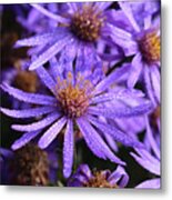 Michaelmas Daisy Metal Print