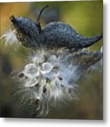 Milkweed Metal Print