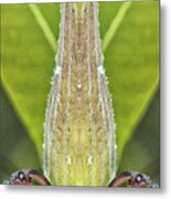 Milkweed Pod Pareidolia Metal Print