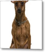 Min Pin Metal Print