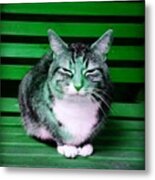 Mindful Cat In Emerald Green Metal Print