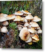 Mini Mushroom Landscape Metal Print