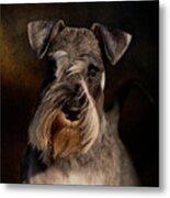 Miniature Schnauzer Metal Print