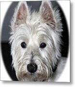 Mischievous Westie Dog Metal Print