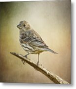 Miss Finch Morning Song Metal Print