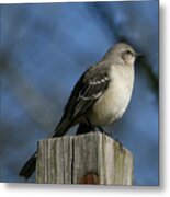 Mocking Bird Metal Print