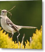 Mockingbird Perched With Nesting Material Metal Print