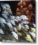 Molasses Reef 5 Metal Print