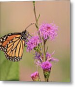 Monarch 2018-9 Metal Print