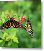 Monarch Butterflies And Salvia Flowers Metal Print