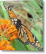 Monarch Butterfly 3049 Metal Print