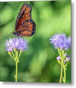 Monarch Butterfly 7476-101017-2cr Metal Print