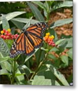 Monarch Butterfly Metal Print