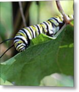 Monarch Butterfly Caterpillar Eating Milkweed Leaf Metal Print