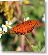 Monarch Butterfly Feeding Metal Print