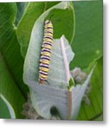 Monarch Caterpillar Metal Print