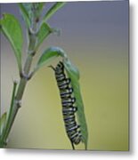 Monarch Caterpillar Feeding Metal Print