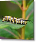 Monarch Caterpillar On Milkweed Metal Print