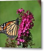 Monarch Metal Print