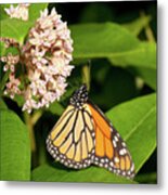 Monarch Metal Print