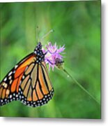 Monarch In The Meadow Metal Print