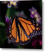 Monarch Metal Print