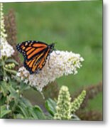 Monarch On A Butterfly Bush Metal Print