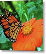 Monarch On Mexican Sunflower Metal Print
