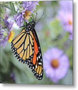 Monarch On New England Aster Metal Print