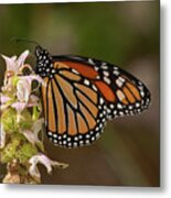 Monarch On Spotted Beebalm Metal Print