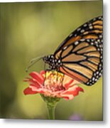 Monarch On Zinnia 9-2015 Metal Print