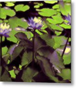 Monets Lillies Metal Print