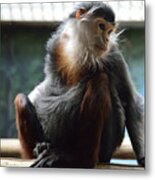 Red-shanked Douc @ Philadelphia Zoo Metal Print