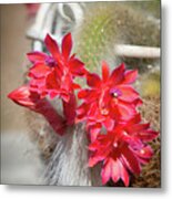 Monkey's Tail Cactus Flower Metal Print