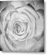 Monochrome Rose Metal Print