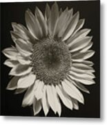 Monochrome Sunflower Metal Print