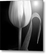 Monochrome Tulip Portrait Metal Print