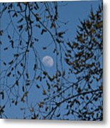 Moon And Trees 1 Metal Print