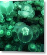 Moon Jellyfish Off Alaska Metal Print