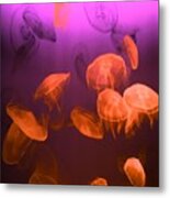 Moon Jellyfish - Red And Purple Metal Print