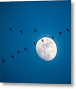 Moonlight Flight Metal Print