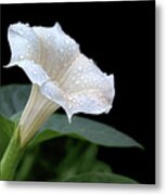 Moonflower - Rain Drops Metal Print