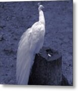 Moonlit Peacock Metal Print