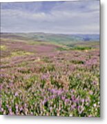 Moorland Heather - The Dales Metal Print