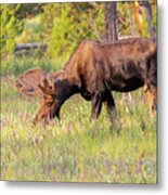 Moose Bull Grazes At Dawn Metal Print