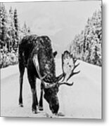 Moose In The Road Metal Print