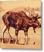 Moose Marsh Metal Print